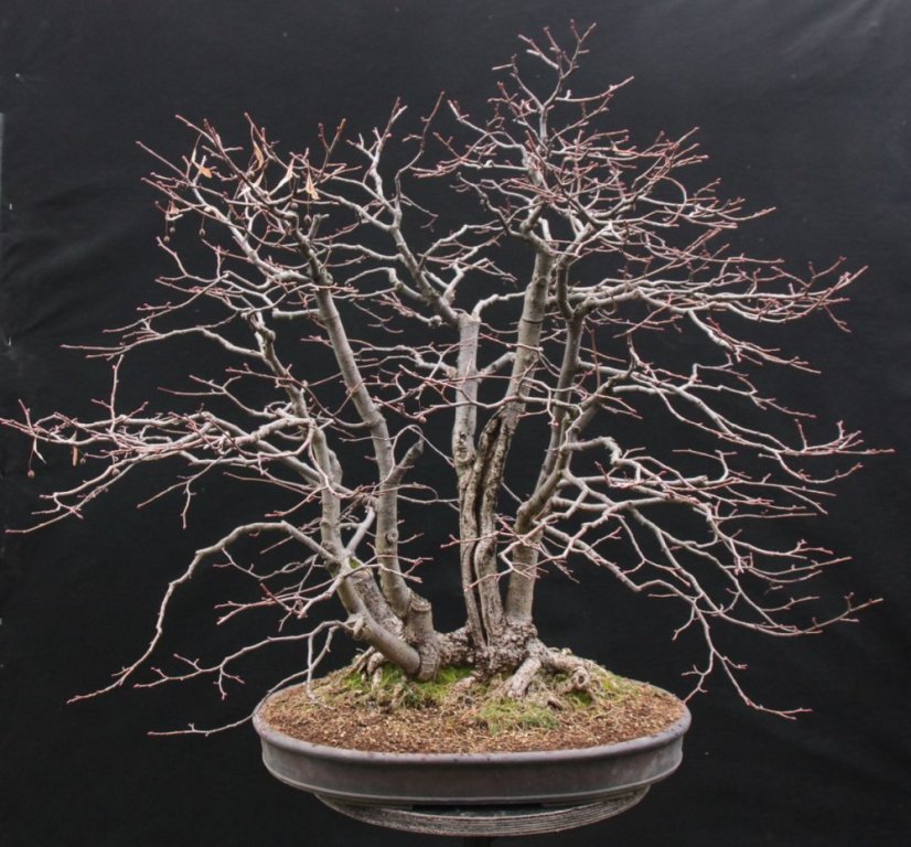 Tilia Cordata #01