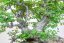 Carpinus orientalis no.5