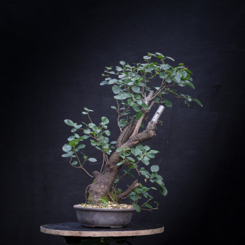 Prunus mahaleb #41