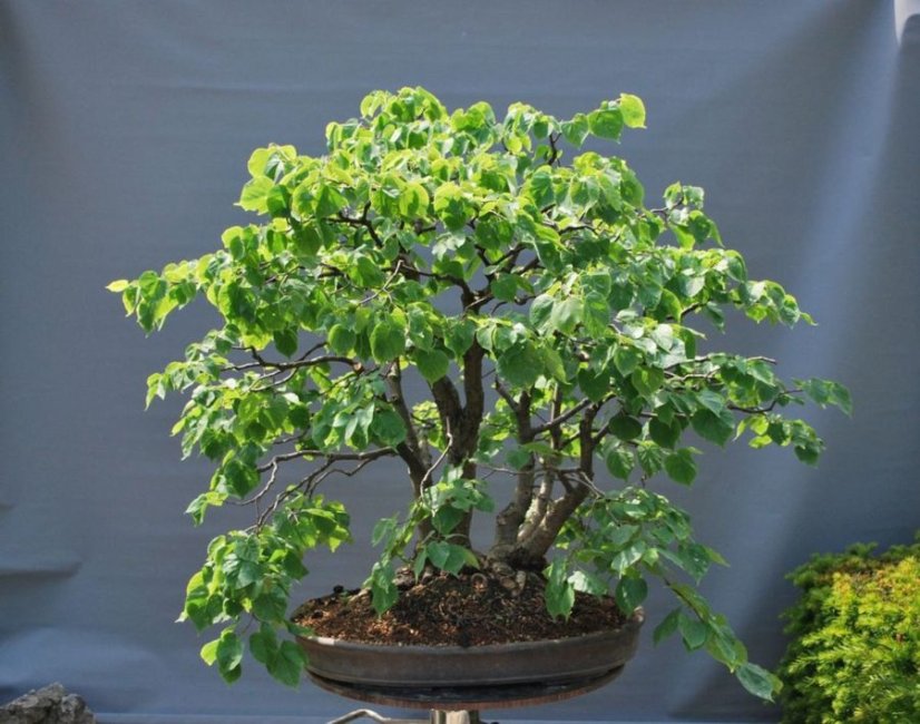 Tilia Cordata #01