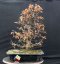 Carpinus betulus #05