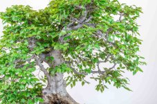 Carpinus orientalis no.2
