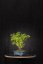 Berberis vulgaris DR01