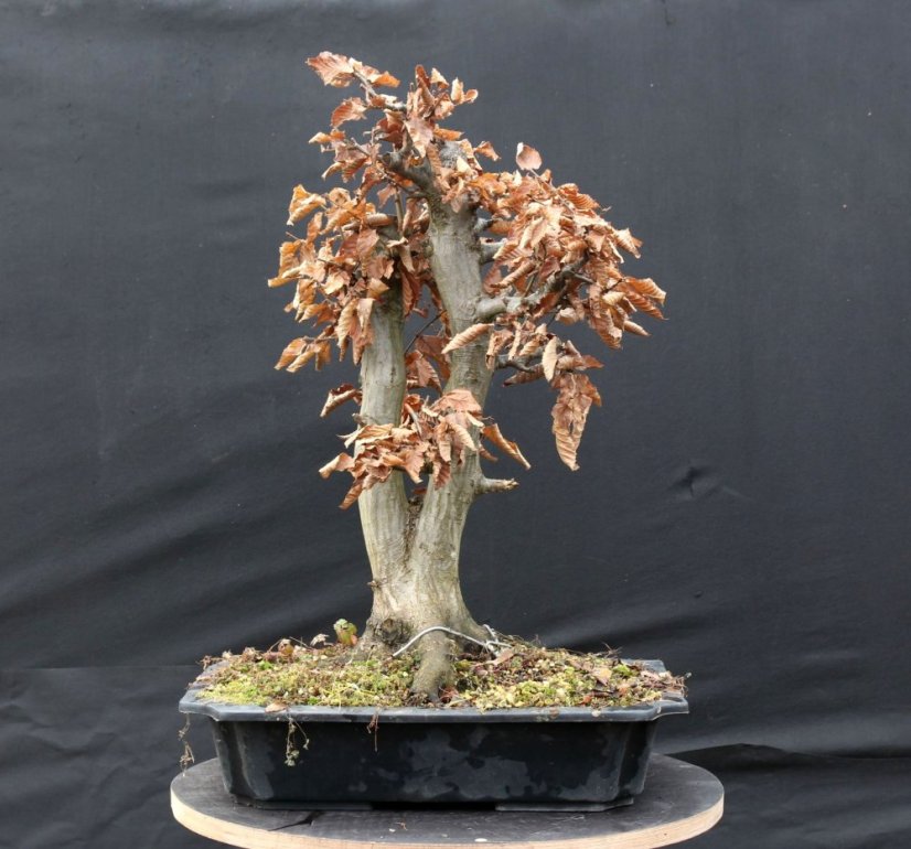 Carpinus betulus #01