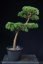 Pinus sylvestris Watereri NIW.17
