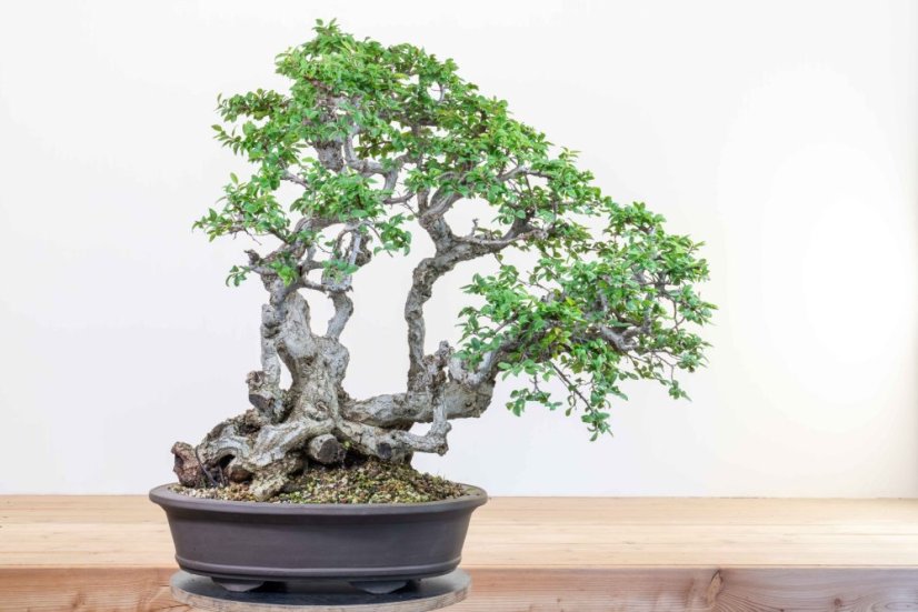 Carpinus orientalis no.4