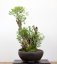 Lonicera tatarica #01