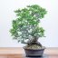 Carpinus orientalis no.4