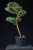 Pinus sylvestris Watereri NIW.5