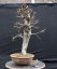 Carpinus betulus #10