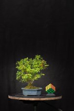 Berberis vulgaris DR01