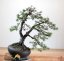 Pinus sylvestris #07