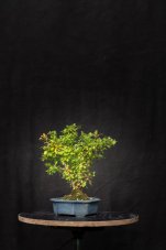 Berberis vulgaris DR01