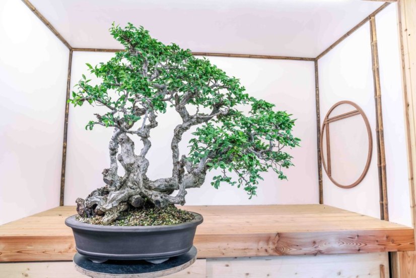 Carpinus orientalis no.4