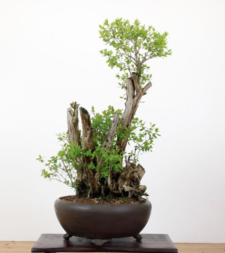 Lonicera tatarica #01