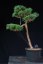 Pinus sylvestris Watereri NIW.15