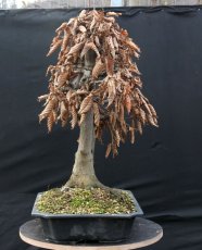 Carpinus betulus #08