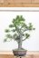 Pinus nigra#05