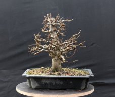 Carpinus betulus #04