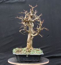 Acer campestre #05