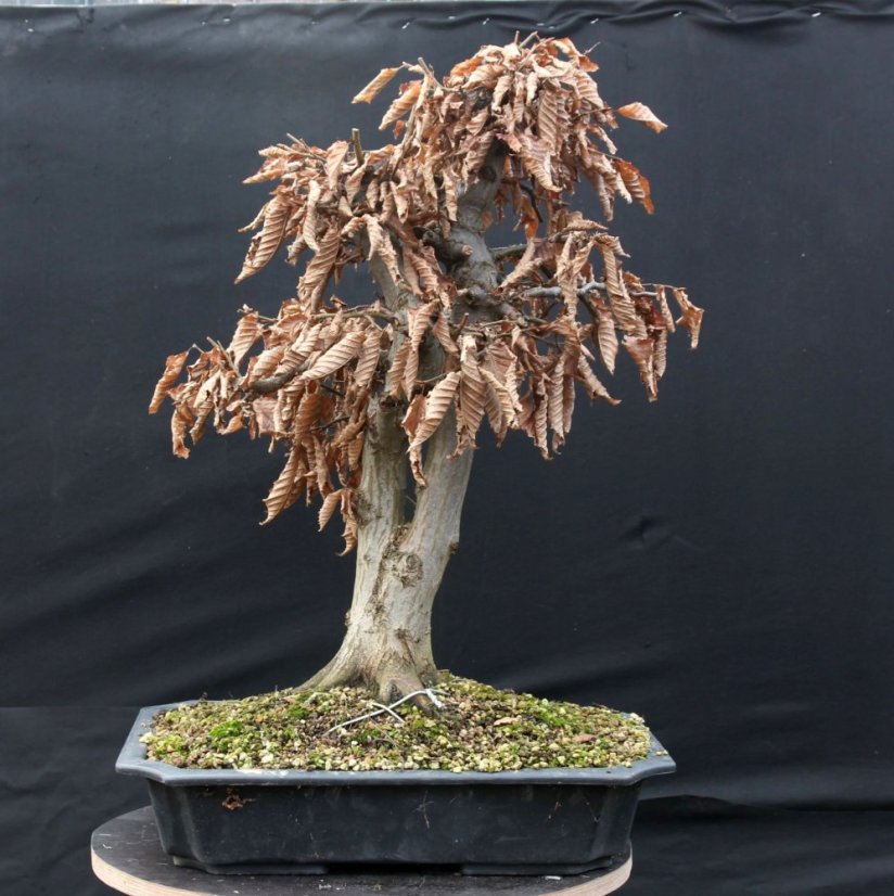 Carpinus betulus #08