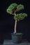Pinus sylvestris Watereri NIW.5
