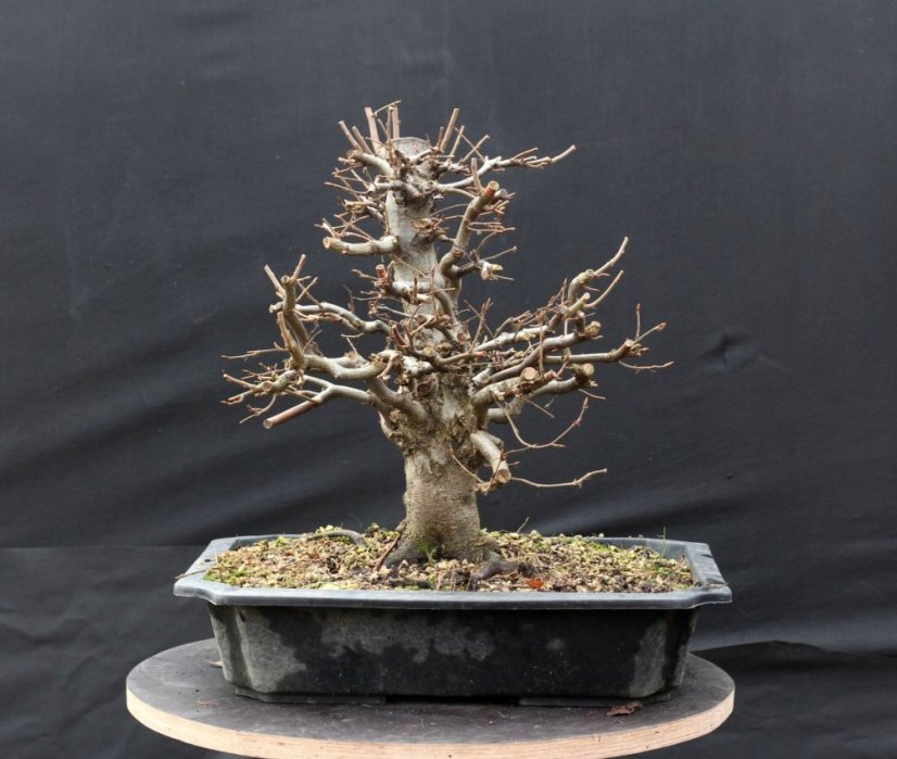 Carpinus betulus #04