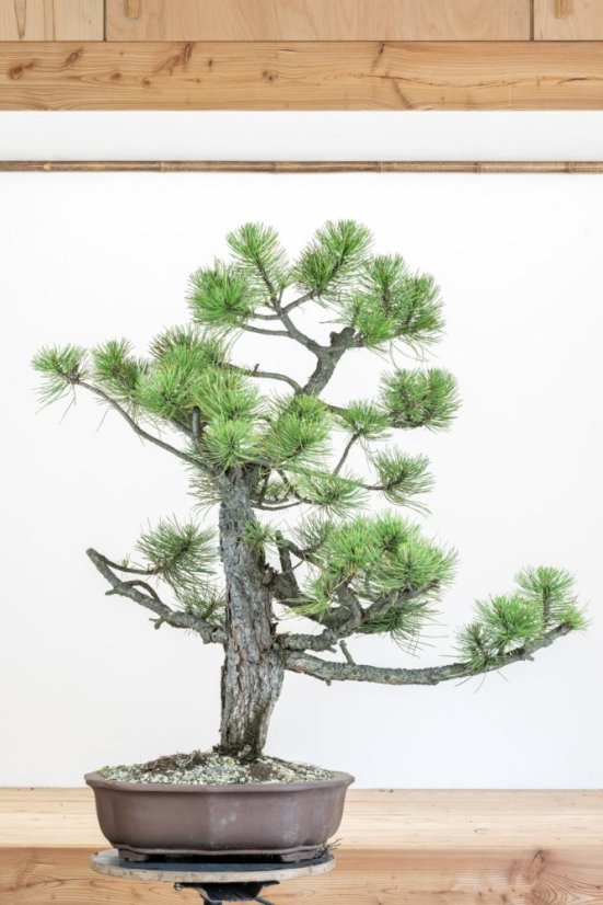 Pinus nigra#05