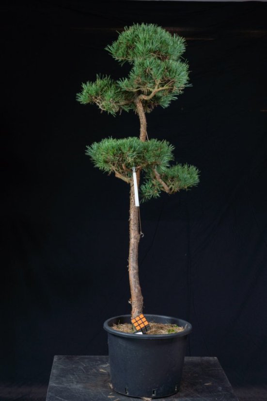 Pinus sylvestris Watereri NIW.16