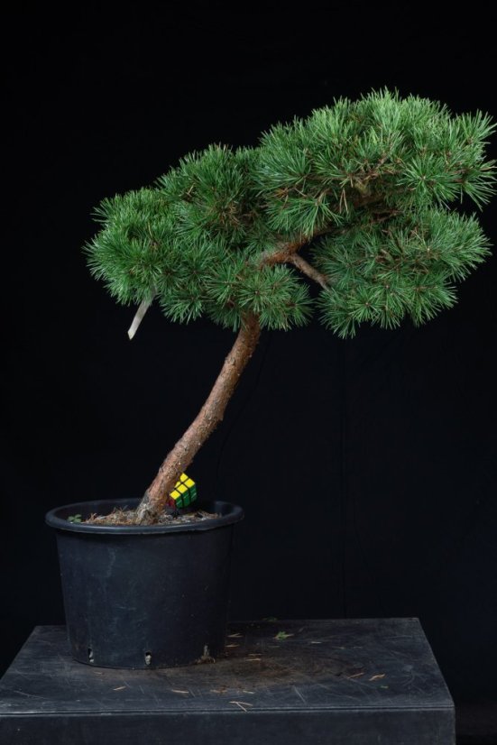 Pinus sylvestris Watereri NIW.14