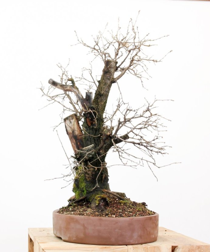 Prunus mahaleb #45