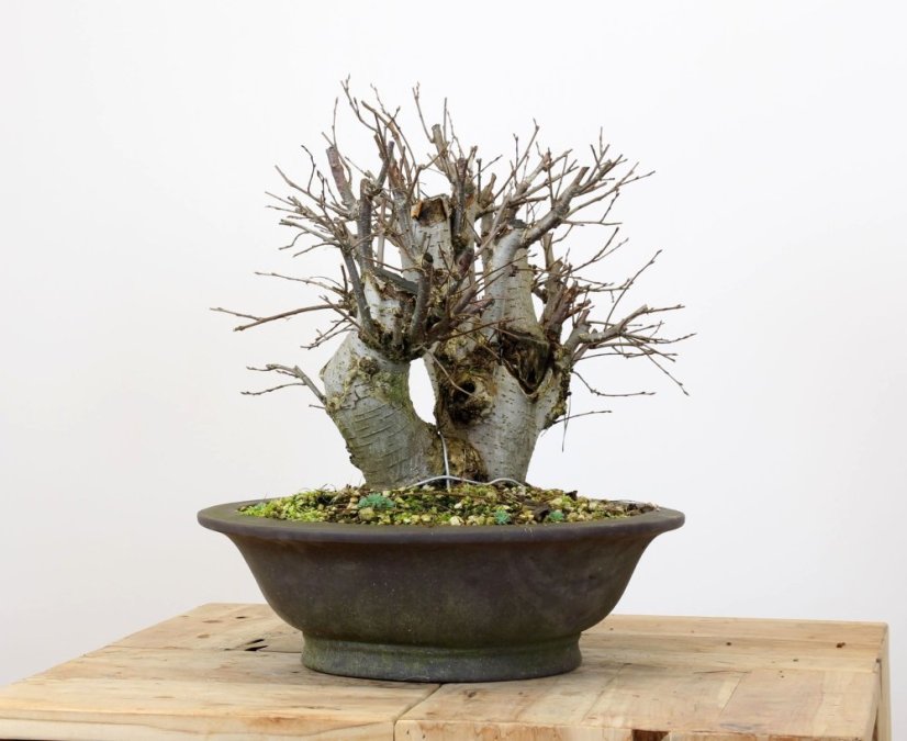 Ulmus minor #02