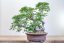Carpinus orientalis no.1