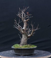 Acer tatar. ginnala #02
