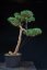 Pinus sylvestris Watereri NIW.15