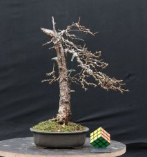 Larix decidua #01