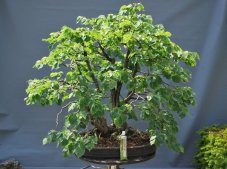 Tilia Cordata #01