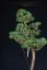 Pinus sylvestris Watereri NIW.19