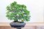 Carpinus orientalis no.3
