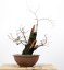 Prunus mahaleb #01