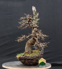 Larix decidua #02