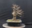 Carpinus betulus #04