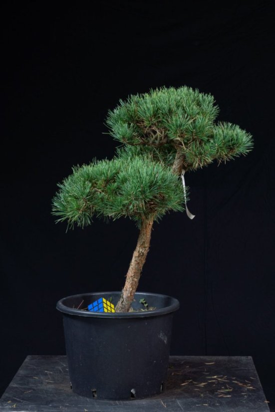 Pinus sylvestris Watereri NIW.13