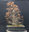 Carpinus betulus #05