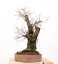 Prunus mahaleb #45