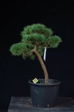 Pinus sylvestris Watereri NIW.13