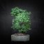 Prunus mahaleb #45