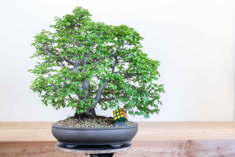 Carpinus orientalis no.3