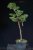 Pinus sylvestris Watereri NIW.19