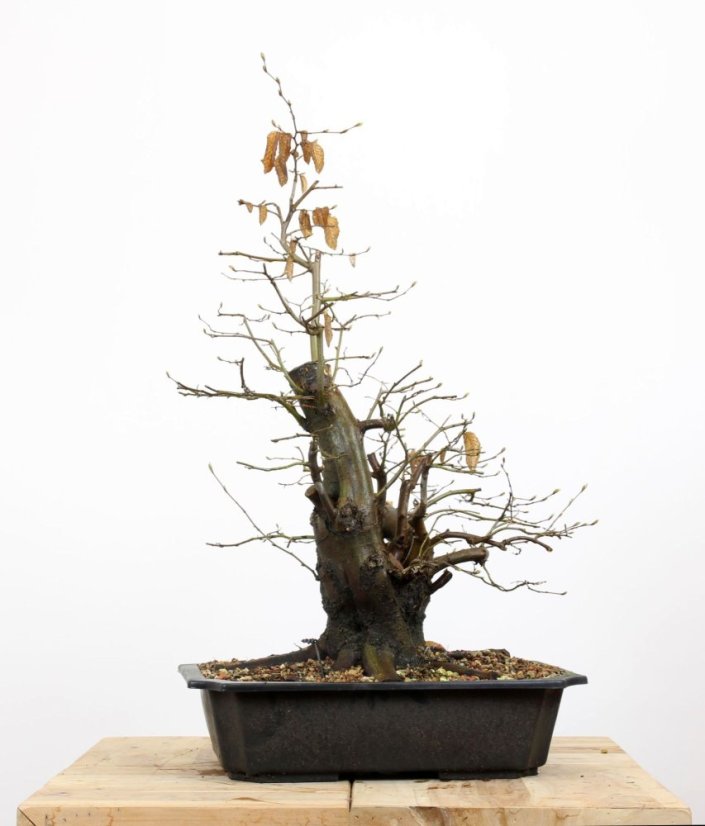 Carpinus betulus #12